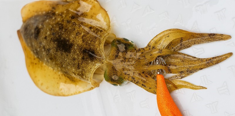 ティップランエギングで釣れたアオリイカ
