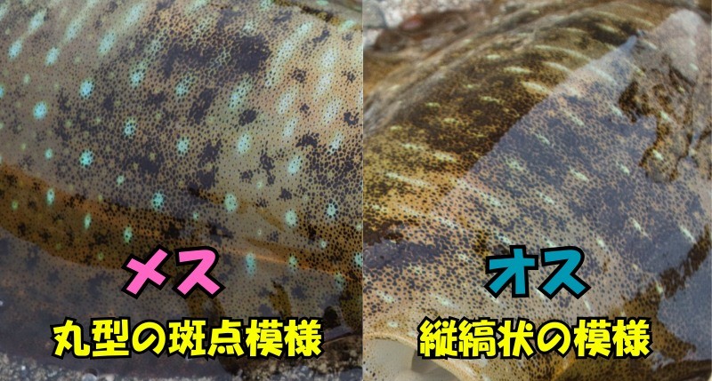 アオリイカの雄と雌の判別方法を解説している画像